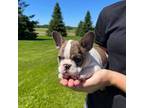 French Bulldog Puppy for sale in Medford, WI, USA