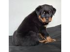 Rottweiler Puppy for sale in Friendswood, TX, USA