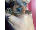 Yorkshire Terrier Puppy for sale in Chattanooga, TN, USA