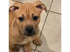 American Pit Bull Terrier Puppy for sale in Bellerose, NY, USA