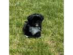 Shih Tzu Puppy for sale in Preston, ID, USA