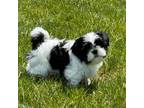 Shih Tzu Puppy for sale in Preston, ID, USA