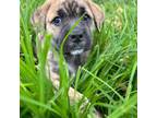 Mutt Puppy for sale in Davenport, CA, USA