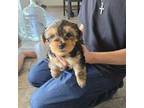 Adorable yorkie puppy