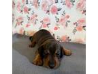 Dachshund Puppy for sale in Taylorsville, NC, USA