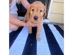 Golden Retriever Puppy for sale in Phoenix, AZ, USA