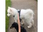 Samoyed Puppy for sale in Princeton, NJ, USA