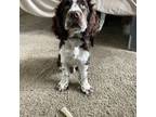 Welsh Springer Spaniel Puppy for sale in San Diego, CA, USA