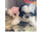 Shih Tzu Puppy for sale in Towson, MD, USA