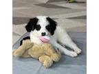 Mutt Puppy for sale in Springfield, VA, USA