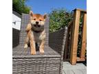 Shiba Inu Puppy for sale in Hayward, CA, USA