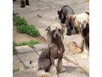 Chinese Crested Puppy for sale in Detroit, MI, USA