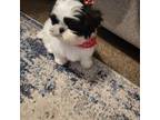 Shih Tzu Puppy for sale in West Mifflin, PA, USA