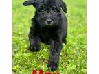 Aussiedoodle Puppy for sale in Vinemont, AL, USA