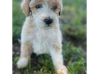 Aussiedoodle Puppy for sale in Vinemont, AL, USA