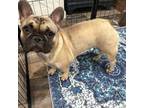 French Bulldog Puppy for sale in Henderson, NV, USA
