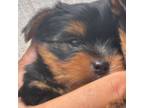 Yorkshire Terrier Puppy for sale in Monterey, CA, USA