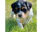 Brittany Puppy for sale in Mount Vernon, WA, USA