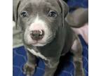 American Pit Bull Terrier Puppy for sale in Lynn, MA, USA