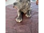 Cane Corso Puppy for sale in Hesperia, CA, USA
