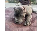 Cane Corso Puppy for sale in Hesperia, CA, USA