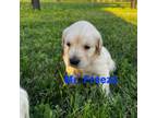 Golden Retriever Puppy for sale in Danville, KY, USA