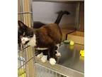 Avery 41678 Domestic Shorthair Adult Male