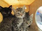Squash Domestic Shorthair Kitten Female