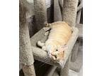 Ziggy - Orange Tabby in Foster Care Domestic Shorthair Adult Male