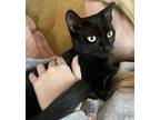 Clementine Domestic Shorthair Adult Female