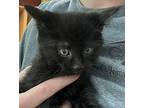 Onyx 41234 Domestic Shorthair Kitten Male