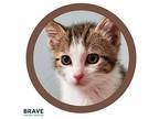 Dove Domestic Shorthair Kitten Male
