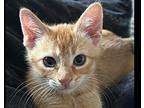 Lucky Charm Abyssinian Kitten Female