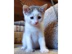 Godiva Domestic Shorthair Kitten Male