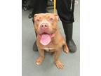 Short King American Staffordshire Terrier Adult Male