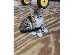 Meredyth - Courtesy Listing Domestic Shorthair Kitten Female
