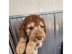 Aussiedoodle Puppy for sale in Madisonville, TN, USA