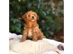Poodle (Toy) Puppy for sale in Rancho Cordova, CA, USA