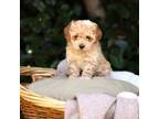 Poodle (Toy) Puppy for sale in Rancho Cordova, CA, USA
