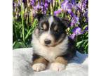 Miniature Australian Shepherd Puppy for sale in Topsfield, MA, USA
