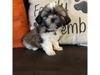 Cavapoo Puppy for sale in Downey, CA, USA
