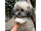 Zuchon Puppy for sale in Perkins, OK, USA