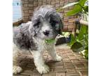 Cavapoo Puppy for sale in Stanley, NY, USA