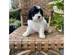 Cavapoo Puppy for sale in Stanley, NY, USA