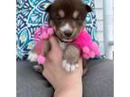 Siberian Husky Puppy for sale in Virginia Beach, VA, USA