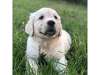 Golden Retriever Puppy for sale in Helena, GA, USA