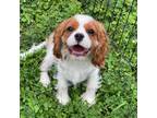 Cavalier King Charles Spaniel Puppy for sale in Miami, OK, USA