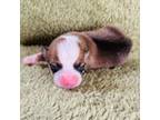Pembroke Welsh Corgi Puppy for sale in Davis, OK, USA