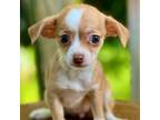Chihuahua Puppy for sale in Newnan, GA, USA