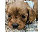 Cavapoo Puppy for sale in Lancaster, OH, USA